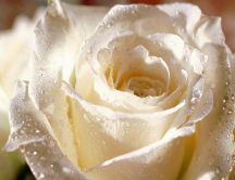 Sign of purity - beautiful white rose