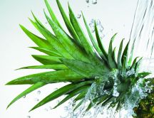 Refreshing pineapple - HD wallpaper