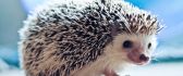 A pygmy hedgehog - HD wallpaper