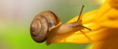 A small but powerful animal - the snail