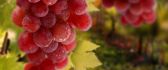 Delicious pink grapes - refreshing fruits