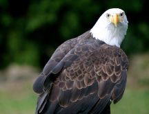 Beautiful eagle - predator