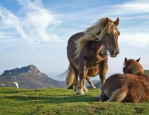 Beautiful horses playing on the field - HD wallpaper