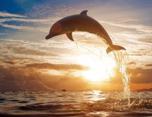 Playful dolphin - awesome HD wallpaper