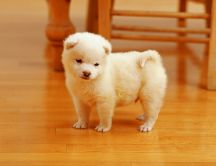 Sweet little puppy - a fluffy peewee