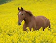 Beautiful brown horse in field of yellow flowers