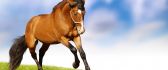 Horse romp on plain - beautiful brown animal