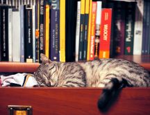 Tired cat sleeps through books and socks