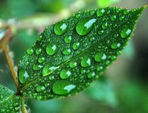 Lost of water drops on a green leaf - Macro HD wallpaper