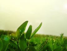The beauty of the nature - green plants