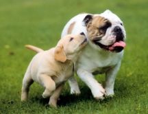 Two lovely dogs - true friendship