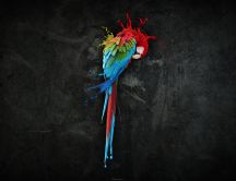 Artistic photo - colorful parrot