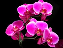 Beautiful pink orchid - dark background