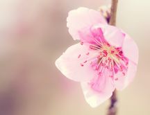 Beautiful cherry flower - Macro HD wallpaper