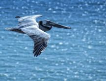 A pelican flying over the water