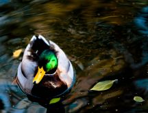 One duck on a lake in the sun - HD wallpaper