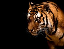 A look of fierce animal - the tiger