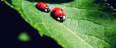 Competition between ladybugs - HD wallpaper