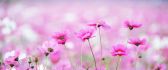 Beautiful pink windflowers - HD wallpaper