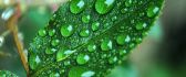 Lost of water drops on a green leaf - Macro HD wallpaper