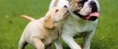Two lovely dogs - true friendship