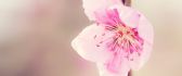 Beautiful cherry flower - Macro HD wallpaper