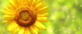 Sunflower - beautiful summer flower