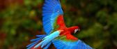 Colored parrot flying over the nature HD wallpaper