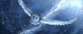 Beautiful white owl enter in water - HD wallpaper