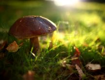 Autumn treasures - mushrooms in the woods