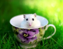 Little white mouse in a cup of coffee - HD wallpaper