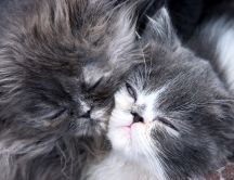 Sweet moments - two fluffy little cats
