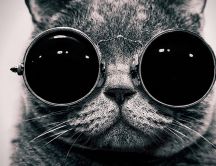 Big glasses for a cat - black and white HD wallpaper