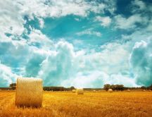 Beautiful nature landscape - golden field and fluffy clouds