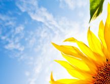 Macro beautiful sunflower - summer time