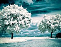 Winter in the middle of the summer - HD nature wallpaper