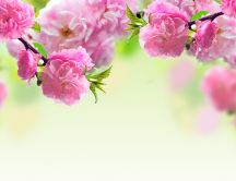 Spring flowers - blooming tree painting