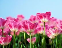 Garden full of pink tulips - natural flowers