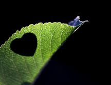 Shadow of a heart on a green leaf - HD wallpaper