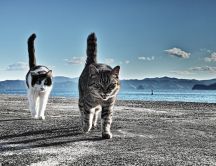 Two funny felines on a pontoon - angry cat