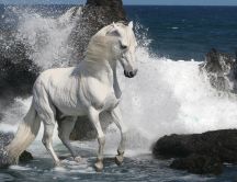 Beautiful white horse in the waves of the sea