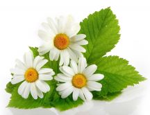 Small bouquet of three daisies - HD wallpaper