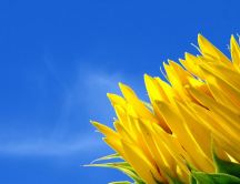 Good morning sunflower - nature HD wallpaper