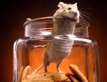 Funny rat in a jam with biscuits - HD wallpaper