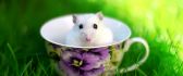 Little white mouse in a cup of coffee - HD wallpaper