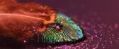 A drop of water on a colorful feather - Macro HD wallpaper