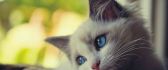 Sad little kitty - beautiful blue eyes