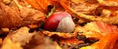 Macro autumn fruits - chestnuts