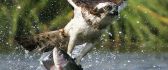 Big eagle catch a fish from the river - macro HD wallpaper