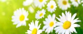 Garden full of daisies - beautiful spring perfume